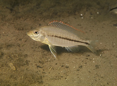 Protomelas pleurotaenia 'Liuli'